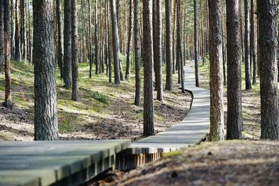 Surface level of empty road along trees in forest