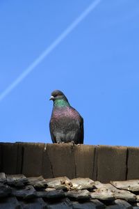 Low angle view of bird perching against clear blue sky