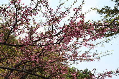 Low angle view of tree against sky