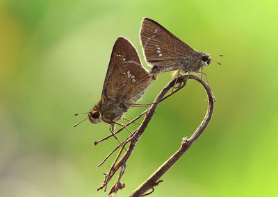 Close-up of butterfly perching on leaf