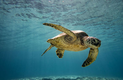 Turtle swimming in sea