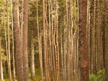 Pine trees in forest