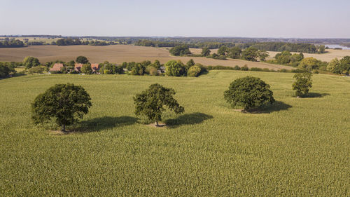 Scenic view of field against clear sky