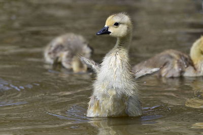 Close-up of duck drinking water