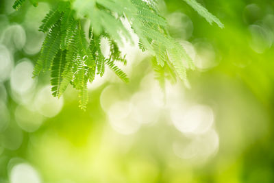 Close-up of fresh green leaves