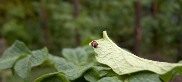 Close-up of ladybug on leaf