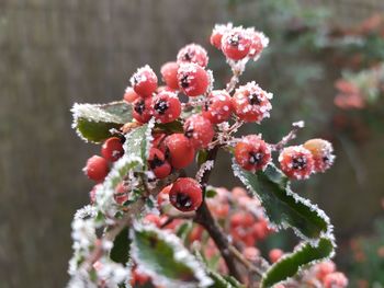 Close-up of berries on tree