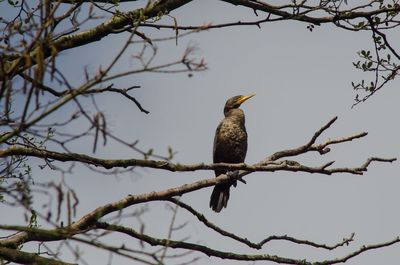Bird perching on tree
