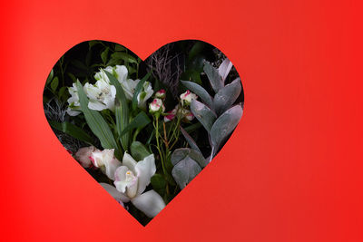 Close-up of white rose against red background