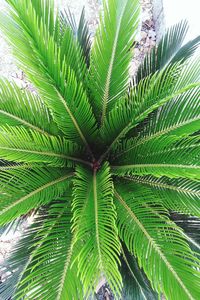 Low angle view of palm tree leaves