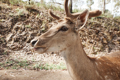 Close-up of deer on field