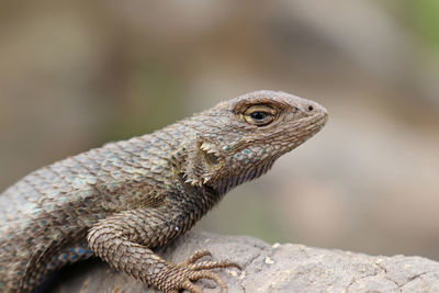 Close-up of lizard on rock