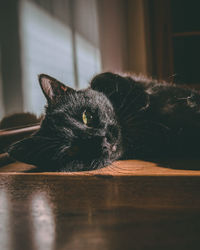 Close-up portrait of cat relaxing at home