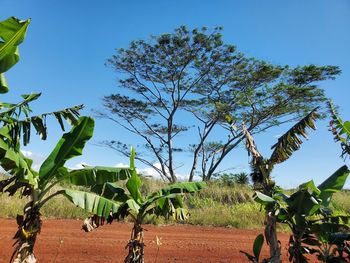 Trees on field against clear sky