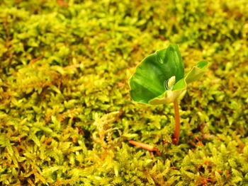 Close-up of green leaves on field