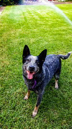 Portrait of dog on field