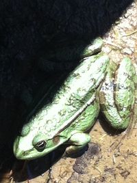 Close-up of lizard on tree