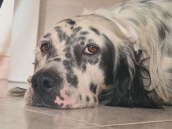Close-up portrait of a dog