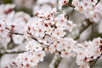 Close-up of cherry blossoms on tree