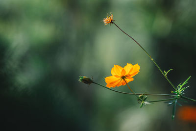 Close-up of insect on plant