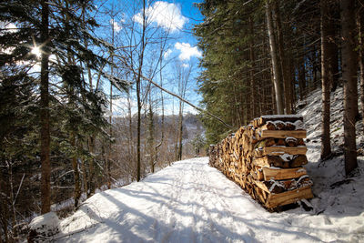 Snow covered land amidst trees in forest