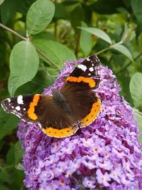 Close-up of butterfly pollinating on leaf