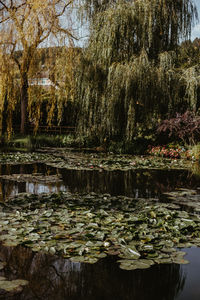 View of leaves floating on water in lake