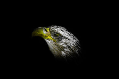 Close-up of eagle against black background