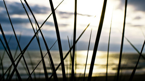 Close-up of grass against sky during sunset