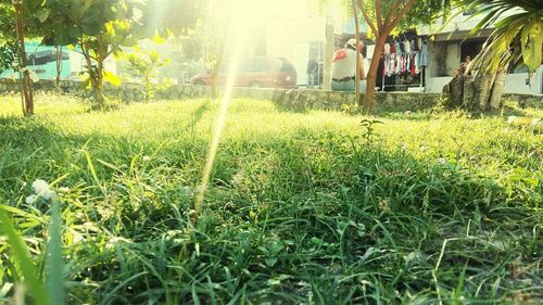 Trees growing on grassy field