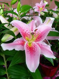 Close-up of pink orchids