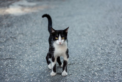 Portrait of cat sitting outdoors