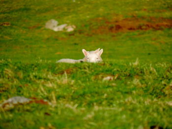 Deer in a field