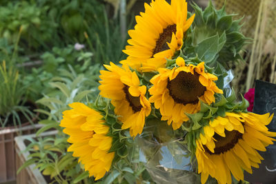 Close-up of yellow flower