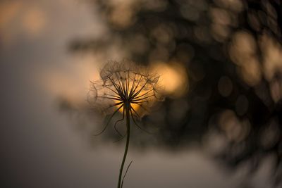 Close-up of wilted plant during sunset