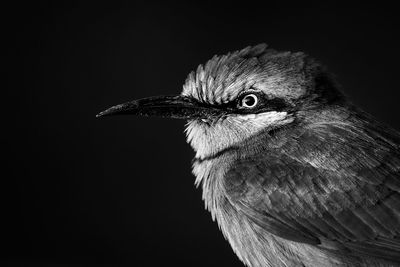 Close-up of bird at night