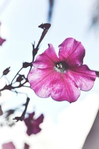 Close-up of pink flowers