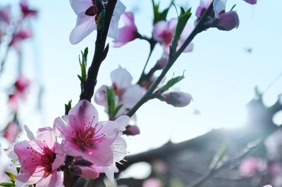 Close-up of pink flowers blooming on tree