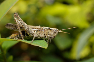 Close-up of grasshopper on leaf outdoors