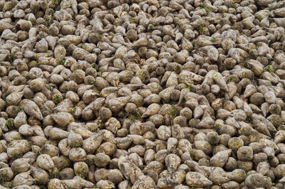 Root vegetables in farm