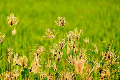 Close-up of plants growing on field