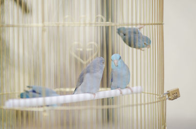Two birds in cage