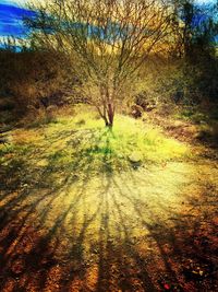 Trees growing on field