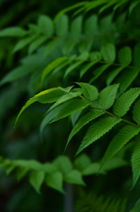 Close-up of plant