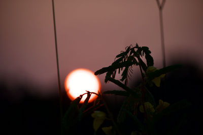 Close-up of illuminated lights at sunset