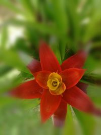 Close-up of red flower