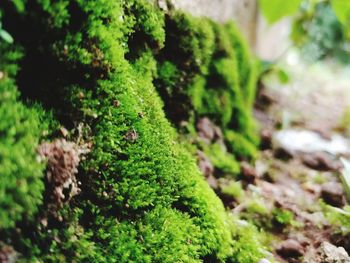 Close-up of lizard on moss