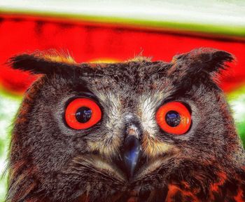 Close-up portrait of an animal