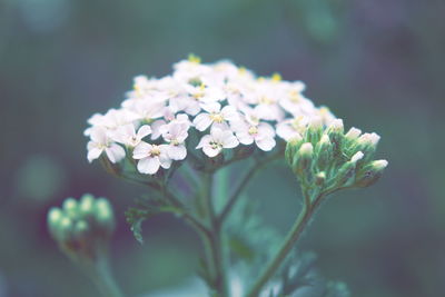 Close-up of white flowers