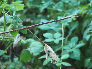 Close-up of butterfly on leaves